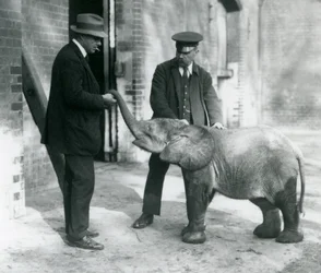 Nouveau-né éléphant pygmée de forêt Tiny, avec ses gardiens Robertson, Stimpson et Milbourn au Zoo de Londres, 1922